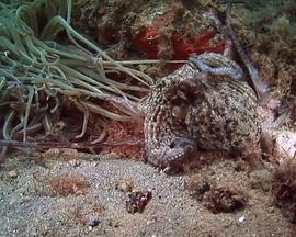 章鱼与火山 National.Geographic.Octopus.Volcano