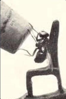 昆虫的力量与敏捷 The Strength and Agility of Insects