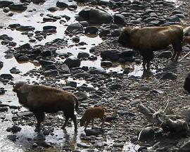 国家地理：灰熊与狼的战争 National.Geographic.Grizzly.Cauldron