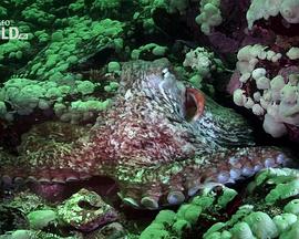 国家地理：寻找大章鱼National Geographic Channel Search For The Giant Octopus