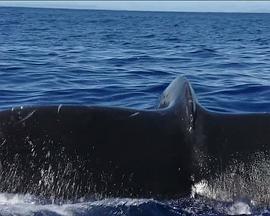 国家地理：座头鲸之歌 National.Geographic.Humpbacks.Cracking.The.Code