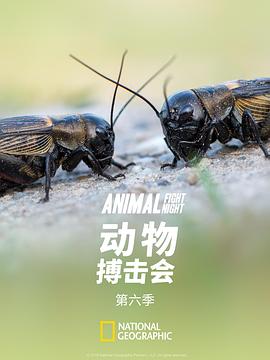 动物搏击会 第六季 Animal Fight Night Season 6
