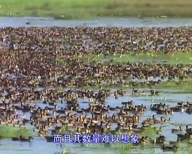 野性印度 Wild India