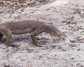 野生动物的秘密 第一季 Wild Secrets Season 1