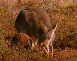 澳洲袋鼠王国 Kangeroo Comeback