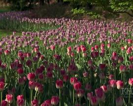 被遗忘的天才 NOVA: Percy Julian - Forgotten Genius