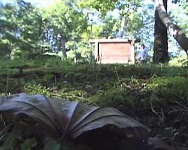 absolute zero of temperature in the represence