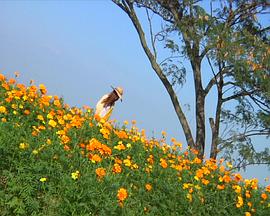 瓢虫的眼泪 Ladybird's Tears