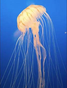 水母的秘密世界 Secret World of the Jelly Fish