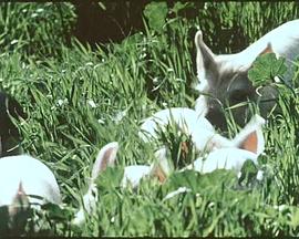 猪 Pigs!