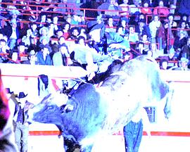 牛仔竞技表演 Rodeo