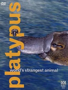 鸭嘴兽-世界上最奇怪的动物 Platypus World's Strangest Animal