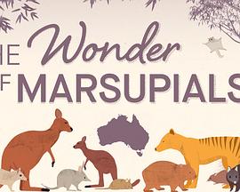 神奇的有袋类动物 第一季 The Wonder of Marsupials Season 1
