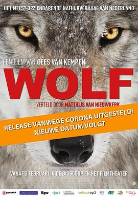 狼 - 无国界流浪者 Wolf
