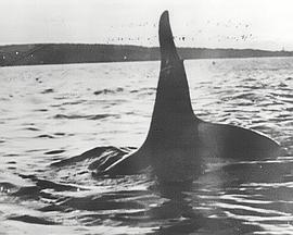 伊甸园虎鲸 Killers in Eden