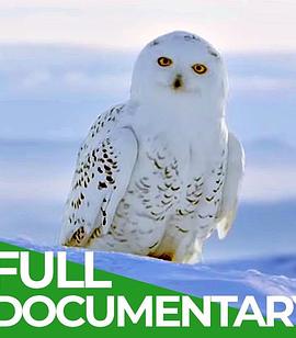 冬日传说：雪鸮的旅程 A Winter's Tale: The Journey Of The Snowy Owls