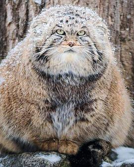 草原猎手兔狲 Wildlife Instincts: Pallas's Cat - Master of the Plains
