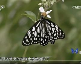 消失的蝴蝶