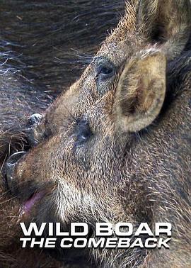 野猪：卷土重来 第一季 Wild Boar - The Comeback Season 1