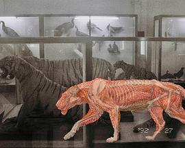 缅甸解剖学 Myanmar Anatomy
