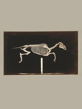 奔跑的马骨架 Skeleton of Horse