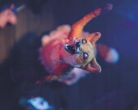 变装狐狸 Dragfox