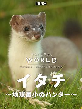 自然世界：顽强而无畏的鼬家族 Weasels: Feisty and Fearless
