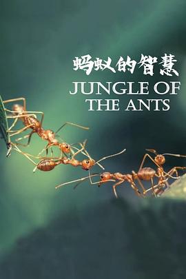 蚂蚁的智慧 La forêt des fourmis