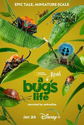 虫虫历险记 第一季 A Real Bug's Life Season 1