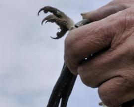 闪亮的织锦 The Shining Tapestry