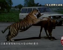 东北虎野化训练