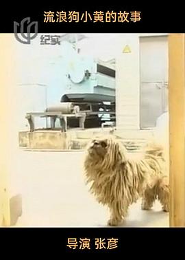 流浪狗小黄的故事