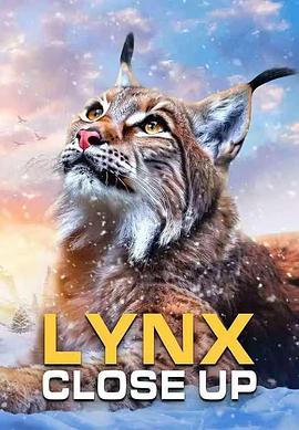 近观猞猁 Lynx - Close Up