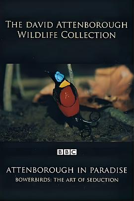 园丁鸟的魅力艺术 BBC Natural World Bowerbird The Art of Seduction