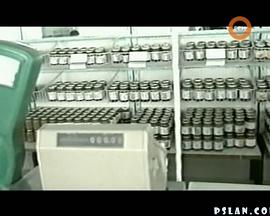 流血解体 Кровавый развод