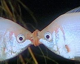 爱的奇迹 The Miracle of Love