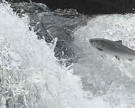 动物星球之解冻的生物 Animal Planet and Discovery HD Creatures of The Thaw